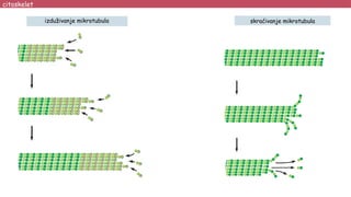 izduživanje mikrotubula
citoskelet
skraćivanje mikrotubula
 