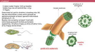 citoskelet
Eukariotski bič potiče direktno iz bazalnog tela. Bič
ima dve mikrotubule u svom centru povezan sa
spoljnim prstenom od devet uparenih mikrotubula
(struktura 9 + 2).
Bazalno telo se sastoji od devet trostrukih
mikrotubula povezanih kratkim proteinskim
segmentima. Struktura treplji je slična strukturi biča,
ali su treplje obično kraće.
ćelijska membrana
struktura 9 + 2
mikrotubula
struktura 9x3
mikrotubula
građa biča eukariota
bazalno
telo
U osnovi svake treplje i biča je bazalno
telašce koje ima isti prečnik kao i cilija
ili flagela.
 