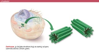 citoskelet
Centrozom je ćelijska struktura koja se sastoji od para
centriola obično u blizini jedra.
 