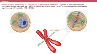 citoskelet
Deobno vreteno je struktura koja se u ćeliji obrazuje od mikrotubula za vreme deobe i odgovorna je za kretanje hromozoma.
Obrazovanje deobnog vretena počinje u profazi, a završava se u metafazi mitoze i mejoze. Niti deobnog vretena izgrađene su od
ogromnog broja mikrotubula (od 5000 - 10 000)
mikrotubule
 