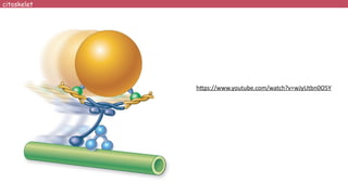 citoskelet
https://www.youtube.com/watch?v=wJyUtbn0O5Y
 