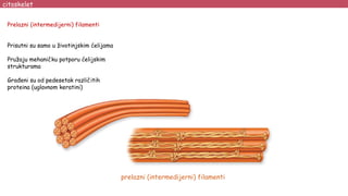prelazni (intermedijerni) filamenti
citoskelet
Prelazni (intermedijerni) filamenti
Prisutni su samo u životinjskim ćelijama
Pružaju mehaničku potporu ćelijskim
strukturama
Građeni su od pedesetak različitih
proteina (uglavnom keratini)
 