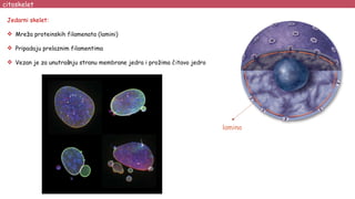 Jedarni skelet:
 Mreža proteinskih filamenata (lamini)
 Pripadaju prelaznim filamentima
 Vezan je za unutrašnju stranu membrane jedra i prožima čitavo jedro
citoskelet
lamina
 