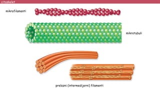 citoskelet
mikrofilamenti
mikrotubuli
prelazni (intermedijerni) filamenti
 