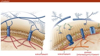 citoskelet
mikrofilamenti
prelazni
(intermedijerni) filamenti
mikrofilamenti
 