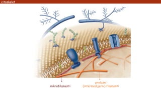 citoskelet
mikrofilamenti
prelazni
(intermedijerni) filamenti
 