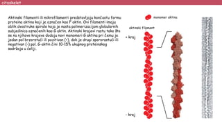 citoskelet
Aktinski filamenti ili mikrofilamenti predstavljaju končastu formu
proteina aktina koji je označen kao F aktin. Ovi filamenti imaju
oblik dvostruke spirale koja je nasta polimerizacijom globularnih
subjedinica označenih kao G aktin. Aktinski krajevi rastu tako što
se na njihove krajeve dodaju novi monomeri G aktina pri čemu je
jedan pol brzorstući ili pozitivan (+), dok je drugi spororastući ili
negativan (-) pol. G-aktin čini 10-15% ukupnog proteinskog
sadržaja u ćeliji.
monomer aktina
+ kraj
- kraj
aktinski filament
 