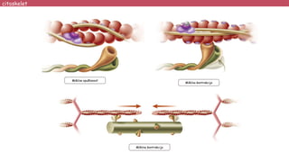 Mišićna opuštenost
Mišićna kontrakcija
Mišićna kontrakcija
citoskelet
 