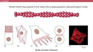 Aktinski filamenti imaju dijametar 5-9 nm. Veoma retko se nalaze pojedinačno; češće grade snopove ili mrežu.
citoskelet
Mr...