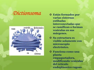 Dictionsoma

 Están formados por
varias cisternas
estibadas
interconectadas que
se ramifican o forman
vesículas en sus
márgenes.
 Su estructura es
visible solamente con
microscopio
electrónico.
 Funciona como una
planta
empaquetadora,
modificando vesículas
del retículo
endoplásmico rugoso

 