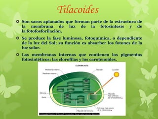 Tilacoides
 Son sacos aplanados que forman parte de la estructura de
la membrana de luz de la fotosíntesis y de
la fotofosforilación.
 Se produce la fase luminosa, fotoquímica, o dependiente
de la luz del Sol; su función es absorber los fotones de la
luz solar.
 Las membranas internas que contienen los pigmentos
fotosintéticos: las clorofilas y los carotenoides.

 