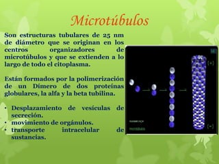 Microtúbulos
Son estructuras tubulares de 25 nm
de diámetro que se originan en los
centros
organizadores
de
microtúbulos y que se extienden a lo
largo de todo el citoplasma.
Están formados por la polimerización
de un Dímero de dos proteínas
globulares, la alfa y la beta tubilina.
• Desplazamiento de vesículas
secreción.
• movimiento de orgánulos.
• transporte
intracelular
sustancias.

de
de

 