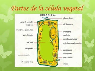 Partes de la célula vegetal

 