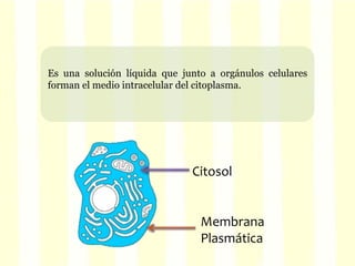 Es una solución líquida que junto a orgánulos celulares 
forman el medio intracelular del citoplasma. 
Citosol 
Membrana 
Plasmática 
 