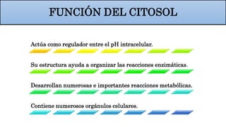FUNCIÓN DEL CITOSOL
Actúa como regulador entre el pH intracelular.
Su estructura ayuda a organizar las reacciones enzimáticas.
Desarrollan numerosas e importantes reacciones metabólicas.
Contiene numerosos orgánulos celulares.
 