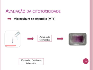 AVALIAÇÃO DA CITOTOXICIDADE
Microcultura de tetrazólio (MTT)
11
Adição do
tetrazólio
Controle: Cultivo +
tetrazólio
 