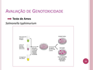 AVALIAÇÃO DE GENOTOXICIDADE
Teste de Ames
Salmonella typhimurium
24
 