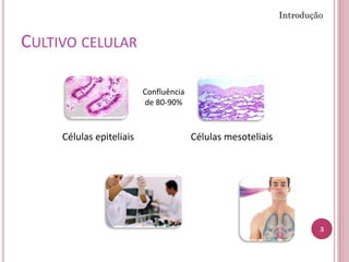 CULTIVO CELULAR
3
Introdução
Células epiteliais Células mesoteliais
Confluência
de 80-90%
 