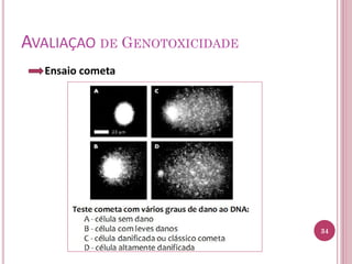 AVALIAÇAO DE GENOTOXICIDADE
Ensaio cometa
34
 