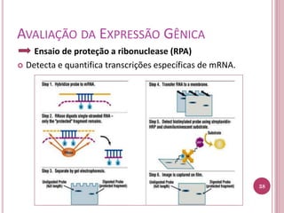AVALIAÇÃO DA EXPRESSÃO GÊNICA
Ensaio de proteção a ribonuclease (RPA)
 Detecta e quantifica transcrições específicas de mRNA.
38
 