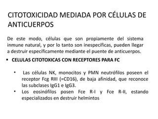 CITOTOXICIDAD MEDIADA POR CÉLULAS DE
ANTICUERPOS
De este modo, células que son propiamente del sistema
inmune natural, y por lo tanto son inespecíficas, pueden llegar
a destruir específicamente mediante el puente de anticuerpos.
 CELULAS CITOTOXICAS CON RECEPTORES PARA FC

   •    Las células NK, monocitos y PMN neutrófilos poseen el
       receptor Fcg RIII (=CD16), de baja afinidad, que reconoce
       las subclases IgG1 e IgG3.
   •   Los eosinófilos posen Fce R-I y Fce R-II, estando
       especializados en destruir helmintos
 