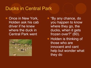Ducks in Central Park Once in New York, Holden ask his cab driver if he knew where the duck in Central Park went “ By any chance, do you happen to know where they go, the ducks, when it gets frozen over?” (60). Holden is thinking of those who are innocent and cant help but wonder what they do 