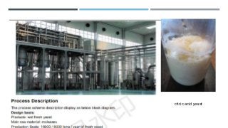 citric acid yeast
 