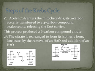 1st
: Acetyl CoA enters the mitochrondria, its 2-carbon
acetyl is transferred to a 4-carbon compound
oxaloacetate, releasing the CoA carrier.
This process produced a 6-carbon compound citrate
2nd
: The citrate is rearranged to form its isomeric form,
isocitrate, by the removal of an H2O and addition of an
H2O
 