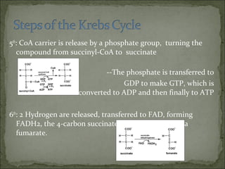 5th
: CoA carrier is release by a phosphate group, turning the
compound from succinyl-CoA to succinate
--The phosphate is transferred to
GDP to make GTP, which is
converted to ADP and then finally to ATP
6th
: 2 Hydrogen are released, transferred to FAD, forming
FADH2, the 4-carbon succinate is oxidized to form a
fumarate.
 