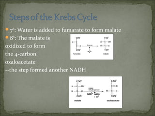 7th
: Water is added to fumarate to form malate
8th
: The malate is
oxidized to form
the 4-carbon
oxaloacetate
--the step formed another NADH
 