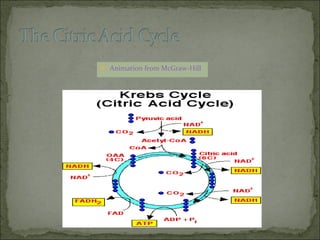  Animation from McGraw-Hill
 