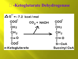  -Ketoglutarate Dehydrogenase

 