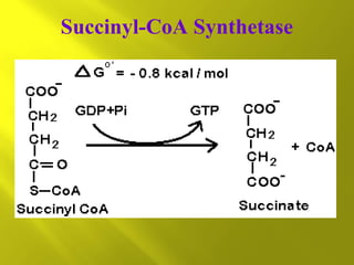 Succinyl-CoA Synthetase

 