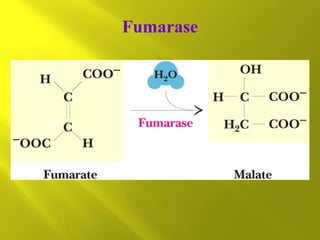 Fumarase

 