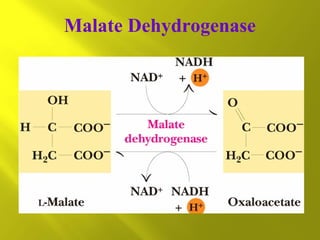 Malate Dehydrogenase

 