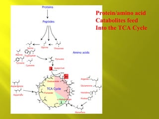 Protein/amino acid
Catabolites feed
Into the TCA Cycle

 