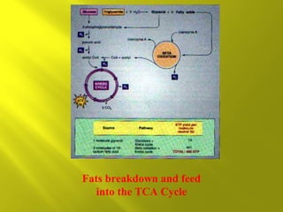 Fats breakdown and feed
into the TCA Cycle

 