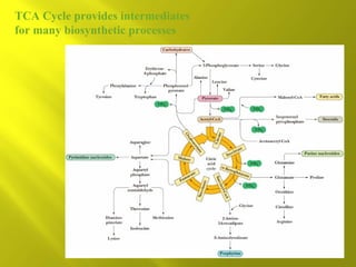 TCA Cycle provides intermediates
for many biosynthetic processes

 