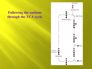Following the carbons
through the TCA cycle

 