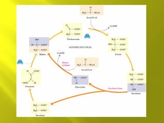 Citric acid cycle
