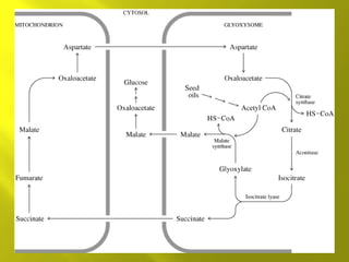 Citric acid cycle