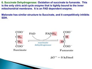 6. Succinate Dehydrogenase: Oxidation of succinate to fumarate. This
is the only citric acid cycle enzyme that is tightly bound to the inner
mitochondrial membrane. It is an FAD dependent enzyme.
Malonate has similar structure to Succinate, and it competitively inhibits
SDH.
 