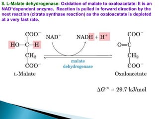 8. L-Malate dehydrogenase: Oxidation of malate to oxaloacetate: It is an
NAD+dependent enzyme. Reaction is pulled in forward direction by the
next reaction (citrate synthase reaction) as the oxaloacetate is depleted
at a very fast rate.
 