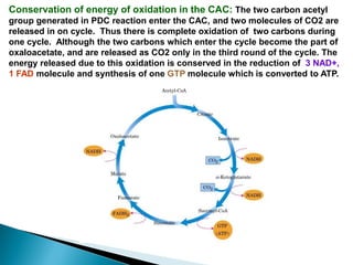Conservation of energy of oxidation in the CAC: The two carbon acetyl
group generated in PDC reaction enter the CAC, and two molecules of CO2 are
released in on cycle. Thus there is complete oxidation of two carbons during
one cycle. Although the two carbons which enter the cycle become the part of
oxaloacetate, and are released as CO2 only in the third round of the cycle. The
energy released due to this oxidation is conserved in the reduction of 3 NAD+,
1 FAD molecule and synthesis of one GTP molecule which is converted to ATP.
 