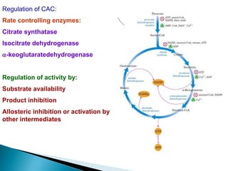 Regulation of CAC:
Rate controlling enzymes:
Citrate synthatase
Isocitrate dehydrogenase
a-keoglutaratedehydrogenase
Regulation of activity by:
Substrate availability
Product inhibition
Allosteric inhibition or activation by
other intermediates
 