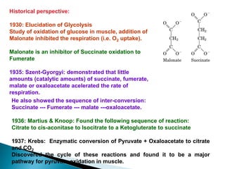 Historical perspective:
1930: Elucidation of Glycolysis
Study of oxidation of glucose in muscle, addition of
Malonate inhibited the respiration (i.e. O2 uptake).
Malonate is an inhibitor of Succinate oxidation to
Fumerate
1935: Szent-Gyorgyi: demonstrated that little
amounts (catalytic amounts) of succinate, fumerate,
malate or oxaloacetate acelerated the rate of
respiration.
He also showed the sequence of inter-conversion:
Succinate --- Fumerate --- malate ---oxaloacetate.
1936: Martius & Knoop: Found the following sequence of reaction:
Citrate to cis-aconitase to Isocitrate to a Ketogluterate to succinate
1937: Krebs: Enzymatic conversion of Pyruvate + Oxaloacetate to citrate
and CO2
Discovered the cycle of these reactions and found it to be a major
pathway for pyruvate oxidation in muscle.
 