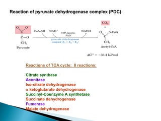 Reaction of pyruvate dehydrogenase complex (PDC)
Reactions of TCA cycle: 8 reactions:
Citrate synthase
Aconitase
Iso-citrate dehydrogenase
a ketoglutarate dehydrogenase
Succinyl-Coenzyme A synthetase
Succinate dehydrogenase
Fumerase
Malate dehydrogenase
 