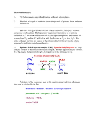 Important concepts:
1. All fuel molecules are oxidized to citric acid cycle intermediates.
2. The citric acid cycle is important for the biosynthesis of glucose, lipids, and some
amino acids.
The citric acid cycle breaks down a 6 carbon compound (citrate) to a 4 carbon
compound (oxaloacetate). The high energy electrons are transferred to co-enzyme
carriers (NAD+ and FAD) and destined for oxidative phosphorylation. The carbons are
removed as CO2, and the H+ will follow with the electrons to O2 to form H2O. The
citric acid cycle enzymes are located in the mitochondria, but they are mostly soluble
enzymes located in the mitochondrial matrix.
A. Pyruvate dehydrogenase complex (PDH) Pyruvate dehydrogenase is a large
enzyme complex in the mitochondrion consisting of 3 different types of enzyme subunits.
It is the enzyme that connects the glycolytic pathway to the citric acid cycle.
Note that 4 of the coenzymes used in this reaction are derived from substances
that must be obtained in the diet.
thiamine or vitamin B1 - thiamine pyrophosphate (TPP)
pantothenic acid - coenzyme A (CoASH)
riboflavin – FADH2
niacin - NADH
Connects Glycolysis to C.A.C.
pyruvate acetyl CoA
CoASH NADH
CO2CH3
C O
CO2
-
SCoA
CH3
C O
NAD+
 
