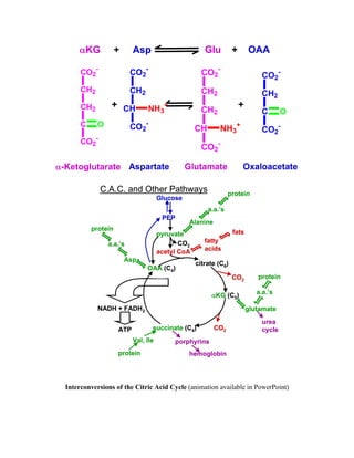 αKG + Asp Glu + OAA
+
α-Ketoglutarate Aspartate Glutamate
+
Oxaloacetate
CO2
-
CH2
CH2
C O
CO2
-
CH2
CH
CO2
-
CO2
-
Interconversions of the Citric Acid Cycle (animation available in PowerPoint)
C.A.C. and Other Pathways
Glucose
PEP
pyruvate
acetyl CoA
fatty
acids
fats
CO2
CO2
Alanine
a.a.’s
protein
citrate (C6)
αKG (C5)
glutamate
urea
cycle
a.a.’s
protein
succinate (C4)
porphyrins
hemoglobin
Val, Ile
protein
NADH + FADH2
ATP
protein
a.a.’s
Asp
OAA (C4)
CO2
C.A.C. and Other Pathways
Glucose
PEP
pyruvate
Alanine
a.a.’s
protein
citrate (C6)
αKG (C5)
glutamate
urea
cycle
a.a.’s
protein
succinate (C4)
porphyrins
hemoglobin
Val, Ile
protein
NADH + FADH2
ATP
protein
a.a.’s
Asp
OAA (C4)
acetyl CoA
fatty
acids
fats
CO2
CO2
CO2
NH3
+
CO2
-
CH2
CH2
CH
CO2
-
CO2
-
CH2
C O
CO2
-NH3
+
 