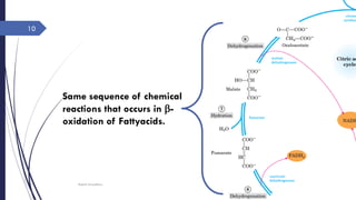 Citric acid cycle | PDF